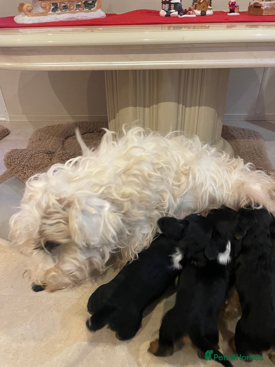 Mixed Breed dogs for sale: Sealyham terrier cross jack russel terrier  - Advert 11