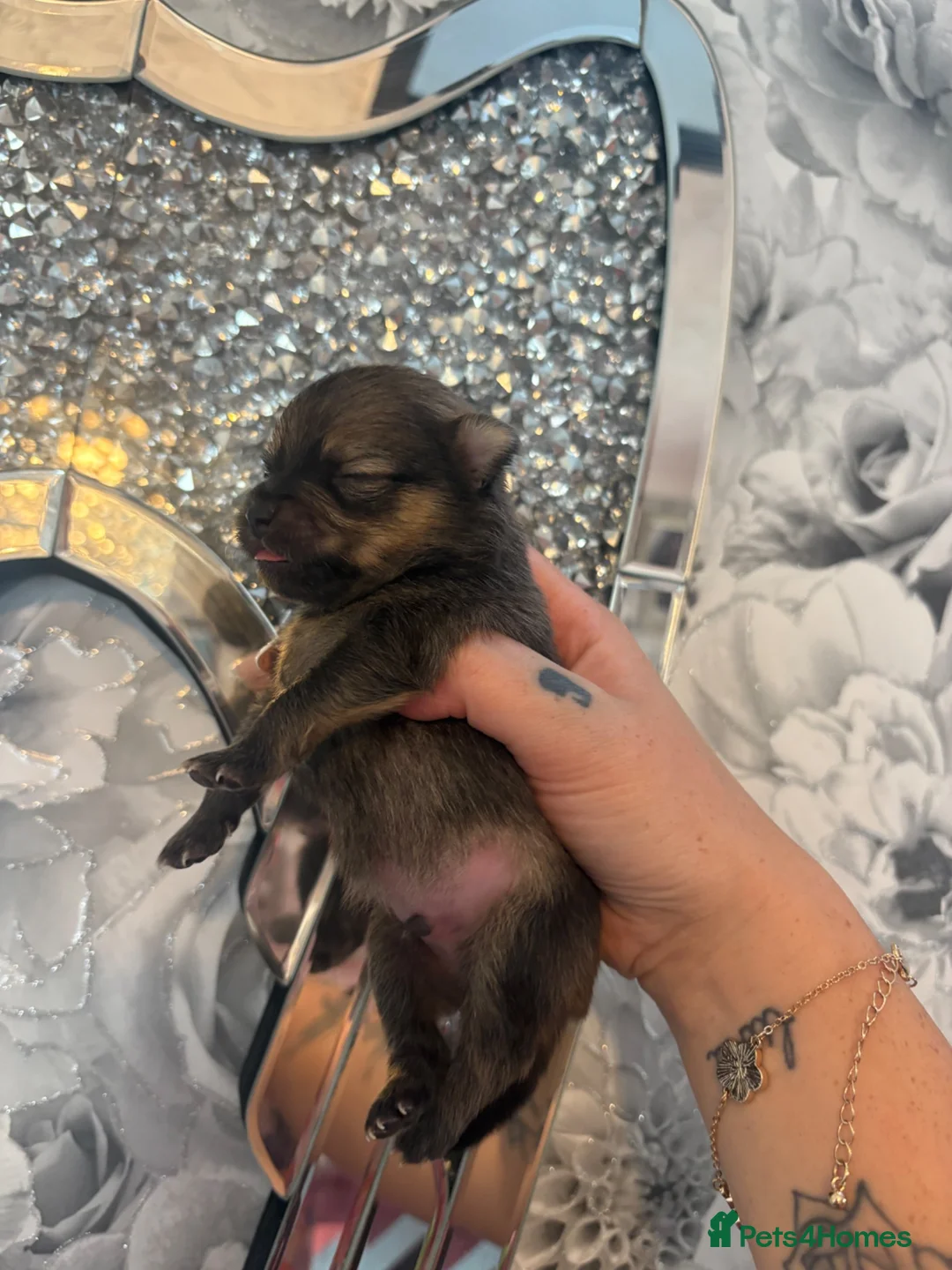 Pomeranian dogs for sale: 3 beautiful Pomeranian pups   - Advert 2