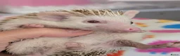 Pygmy Hedgehog rodents for sale: 10 Week Old Baby Hoglets REDUCED TO £220 - Advert 10