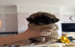 Mixed Breed dogs for sale: Peke’a’tease  - Image 25