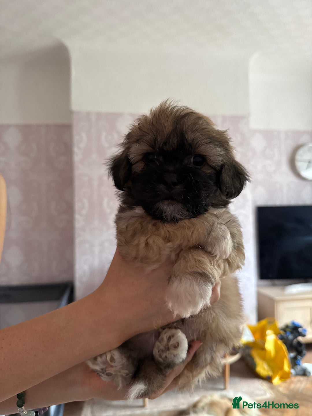 Mixed Breed dogs for sale: Peke’a’tease  - Image 25