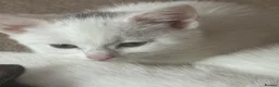 Mixed Breed cats for sale: Kittens - Advert 2