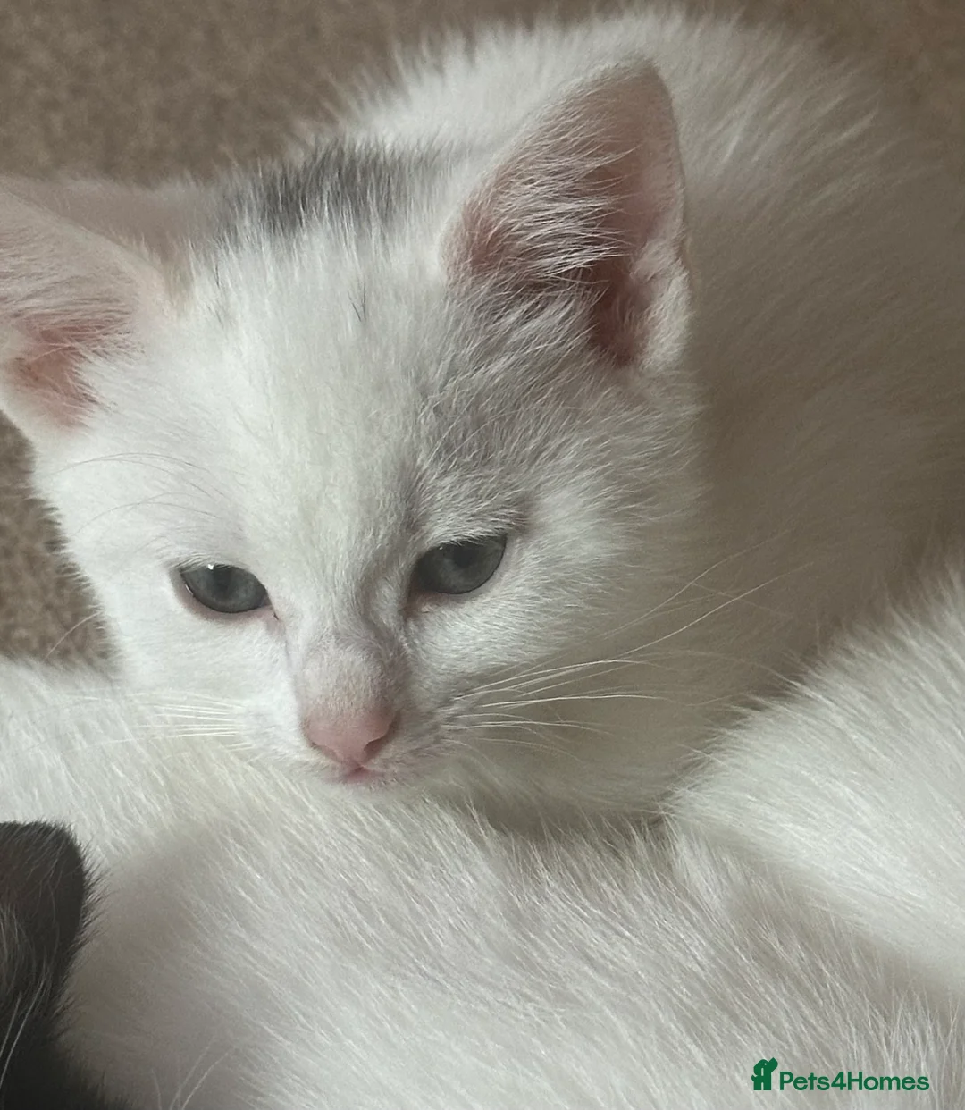 Mixed Breed cats for sale: Kittens - Advert 2