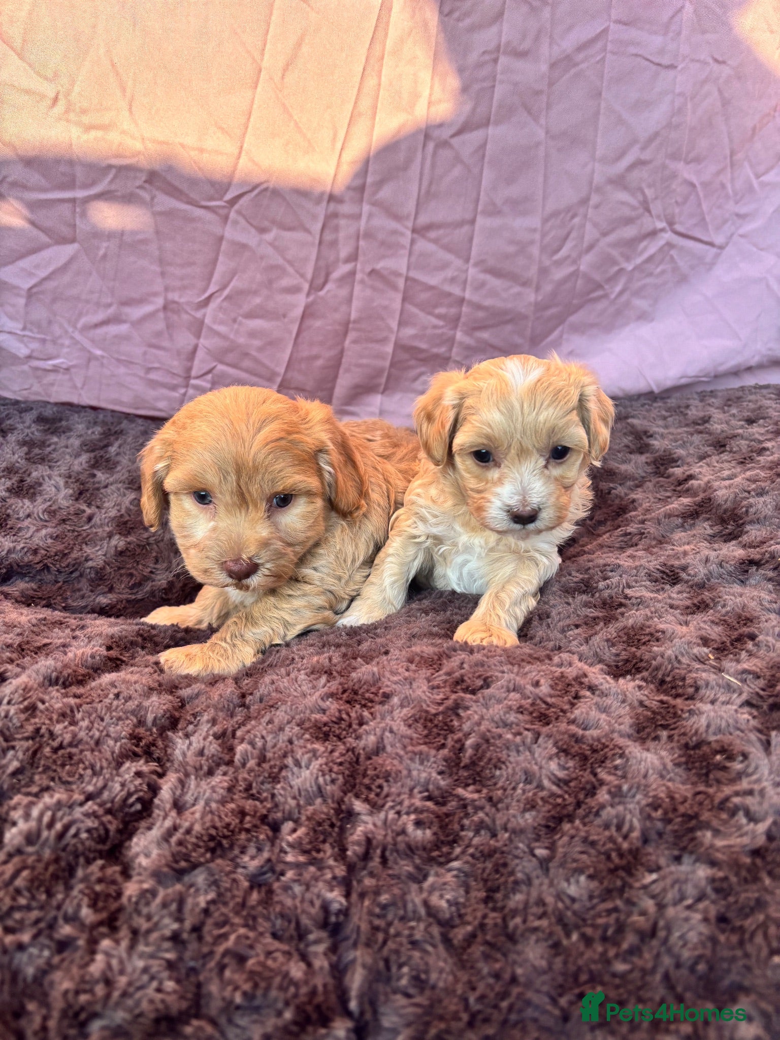 Maltipoo dogs Our Multipoo fur babies  - Advert 4