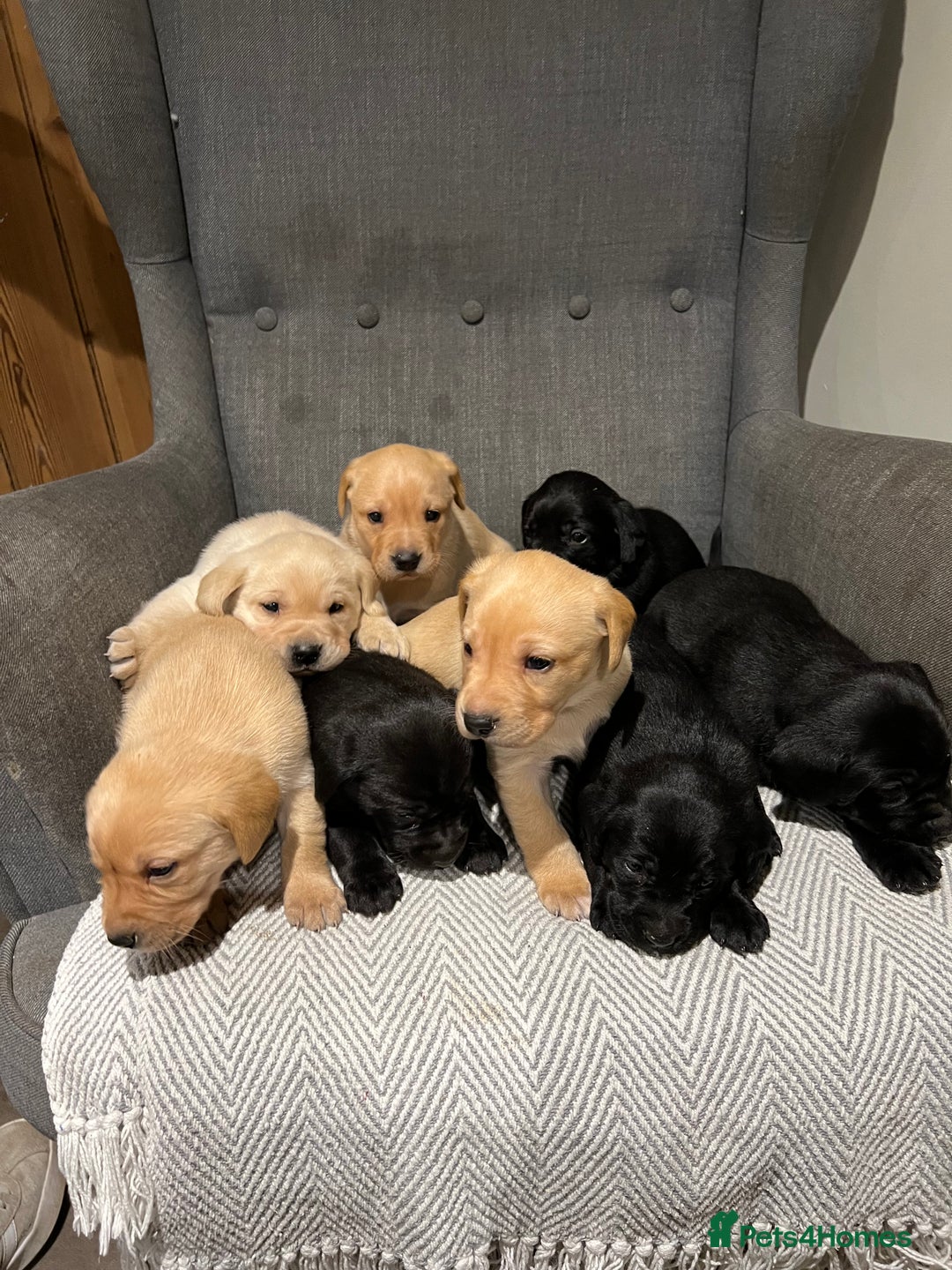 Labrador Retriever dogs for sale: 1 golden/ yellow boy Labrador puppies left - Advert 14