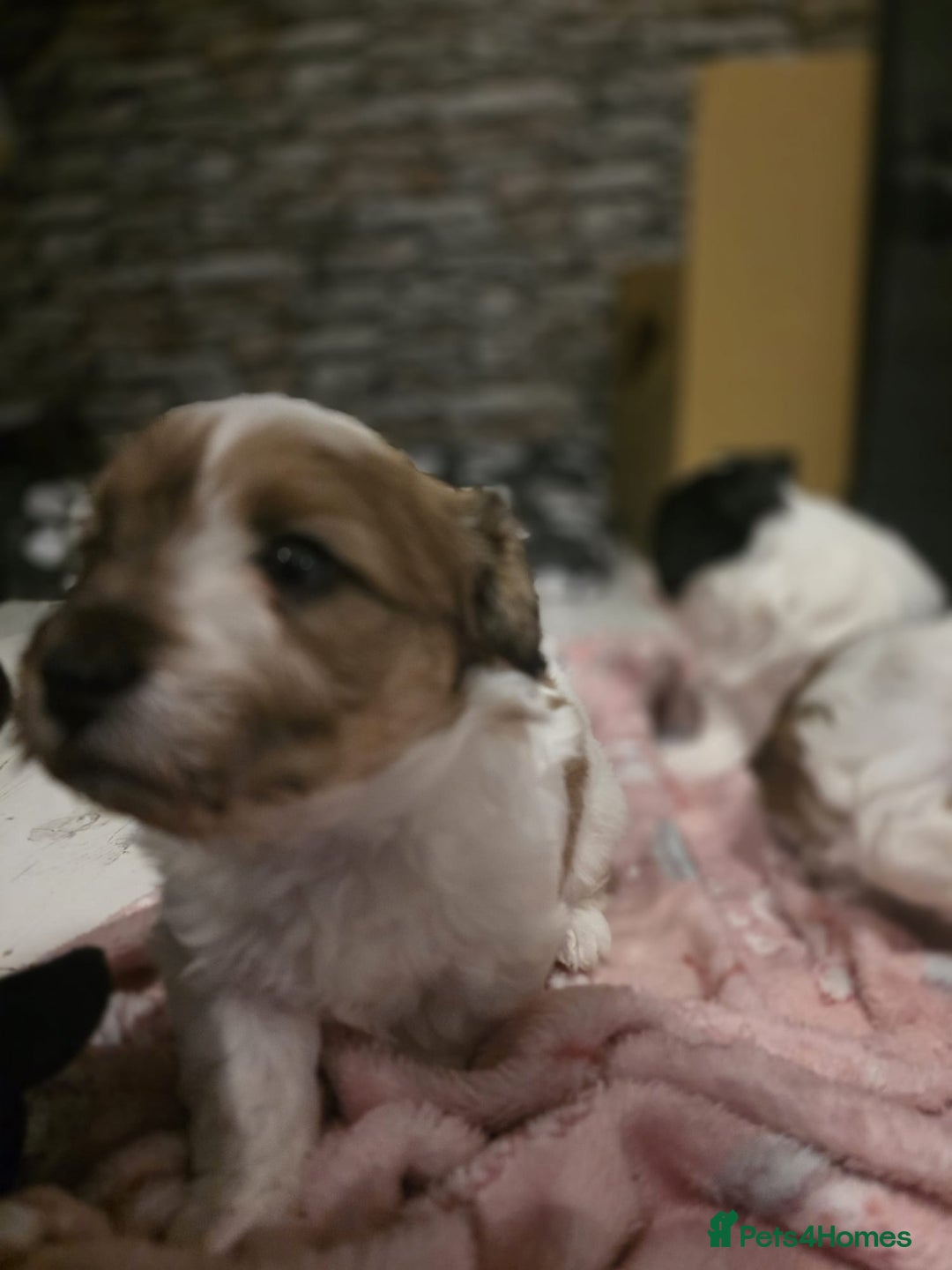 Mixed Breed dogs for sale: Beautiful litter of pomshis  - Advert 23