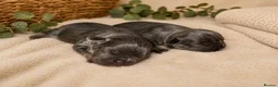 Mixed Breed dogs for sale: FrenchieXPocketBully Pups - Advert 1