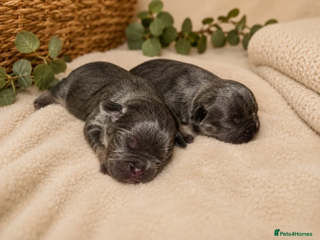 Mixed Breed dogs for sale: FrenchieXPocketBully Pups - Advert 1
