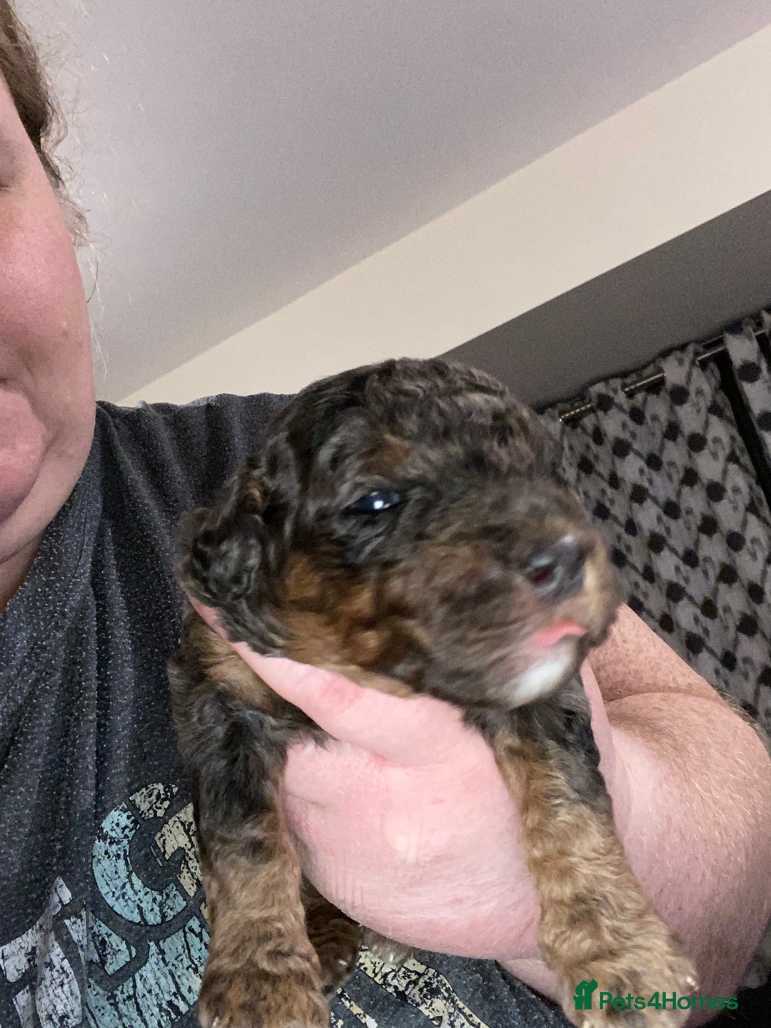 Toy Poodle dogs for sale: Beautiful Toy Poodle Pups  - Advert 33