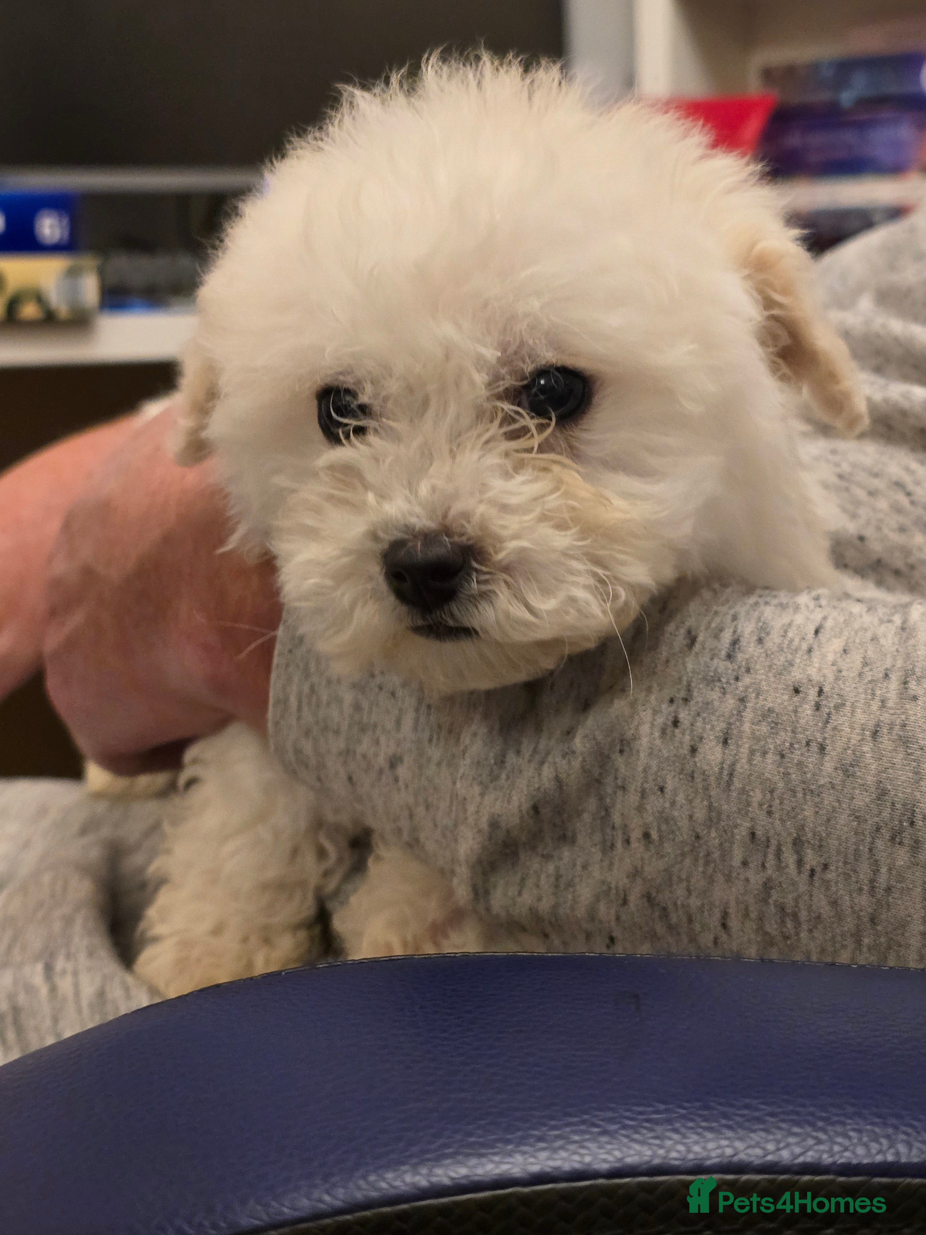 Poochon dogs Poochon  - Advert 1