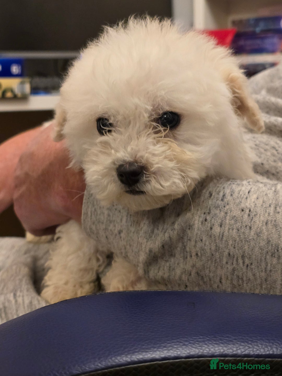 Poochon dogs for sale: Poochon  - Advert 20