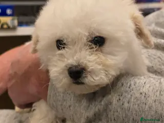 Poochon dogs Poochon - Advert 1