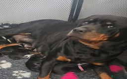 Rottweiler dogs for sale: Beautiful rottweiler puppies - Image 17
