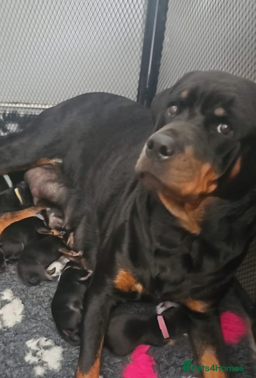 Rottweiler dogs for sale: Beautiful rottweiler puppies - Image 17