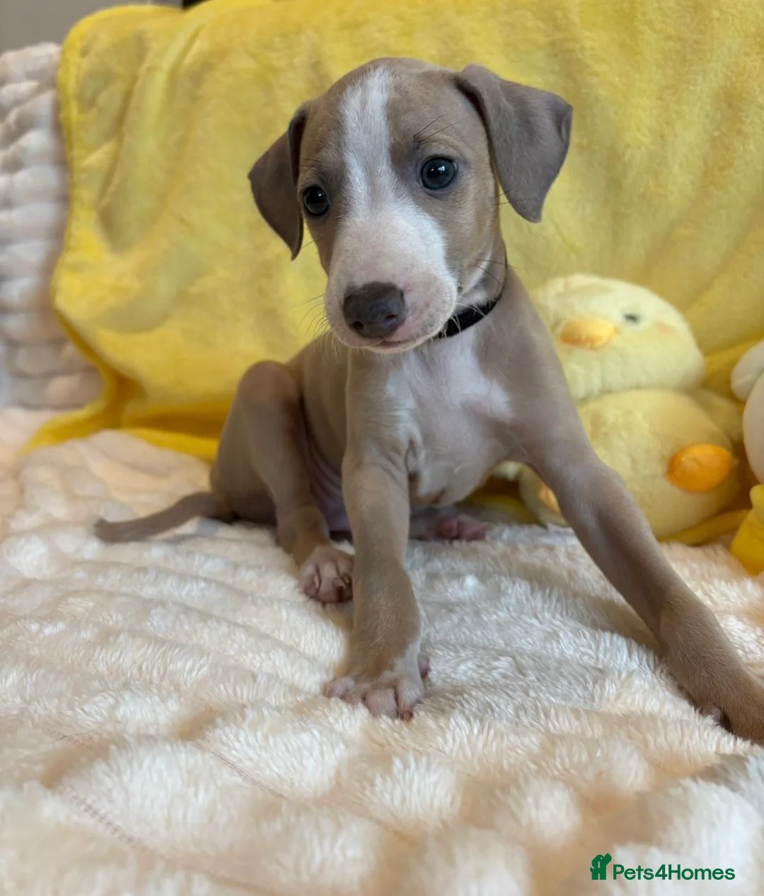 Mixed Breed dogs for sale: Gorgeous 3/4 ITALIAN GREYHOUND pups - Advert 12