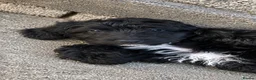 Sproodle dogs for sale: Stunning F1 Sproodles  - Advert 5