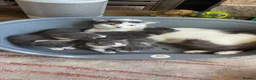 Mixed Breed cats for sale: Kitten for sale  in Southsea - Advert 6