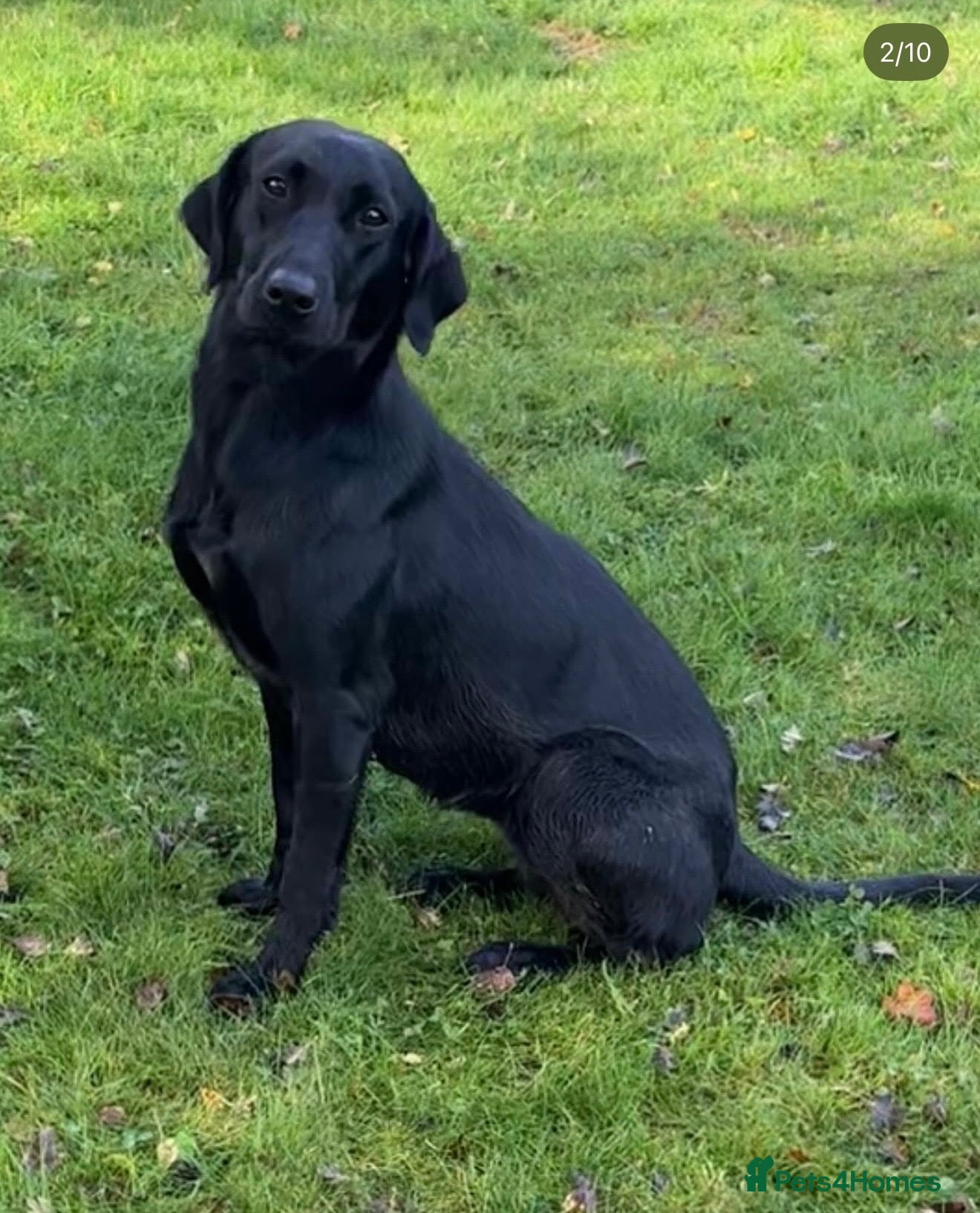 Labrador Retriever dogs for sale: Full Labrador Puppies   - Advert 2