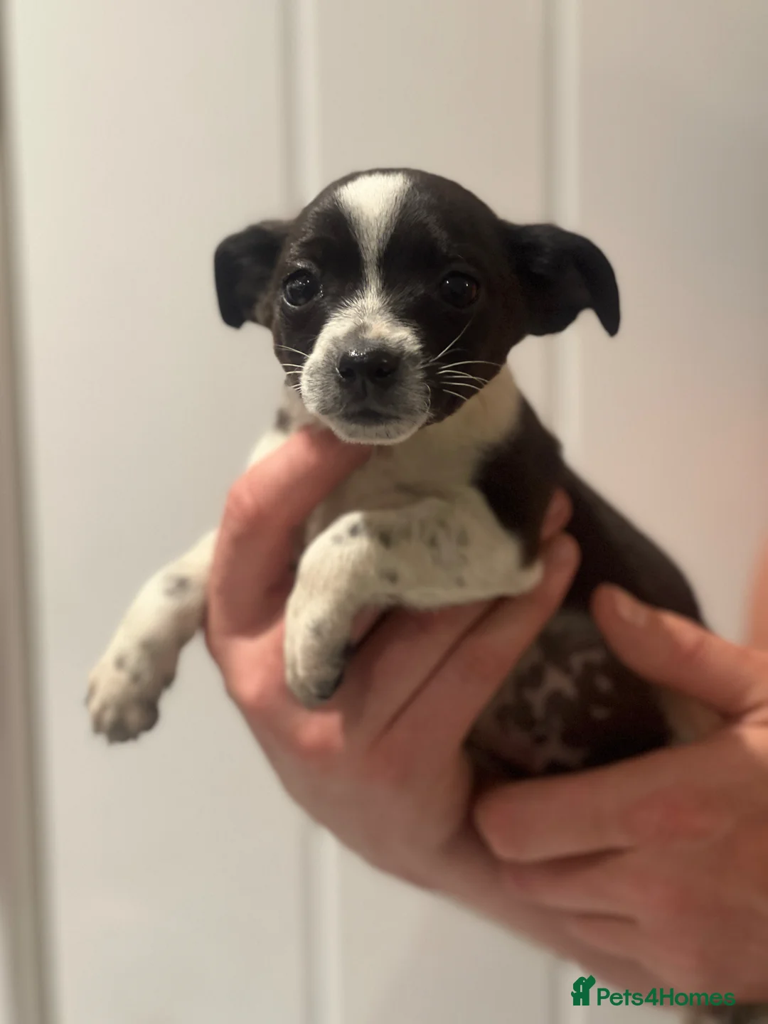 Jack Russell dogs for sale: 4 Jack Russell puppies - Advert 7