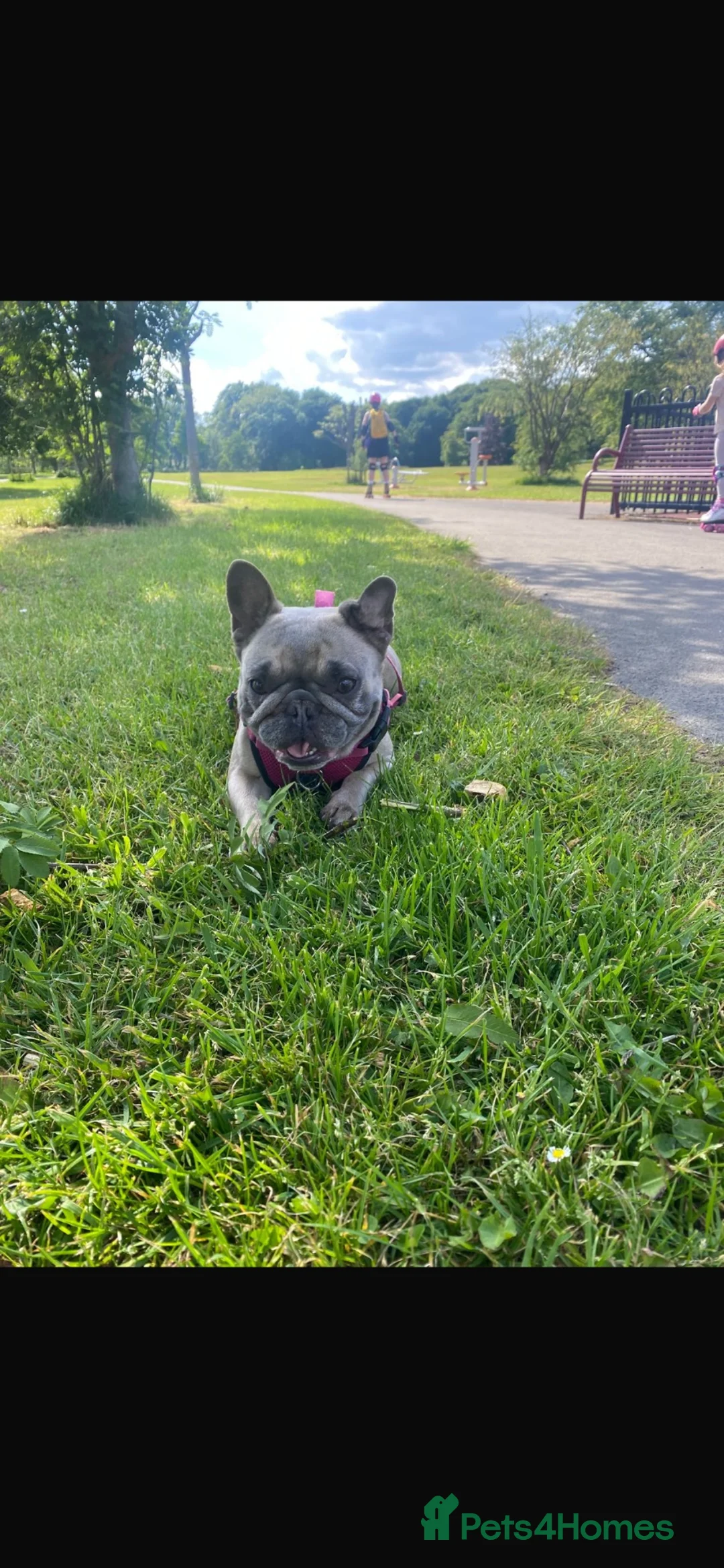 French Bulldog dogs for sale: 4 male frenchies - Advert 16