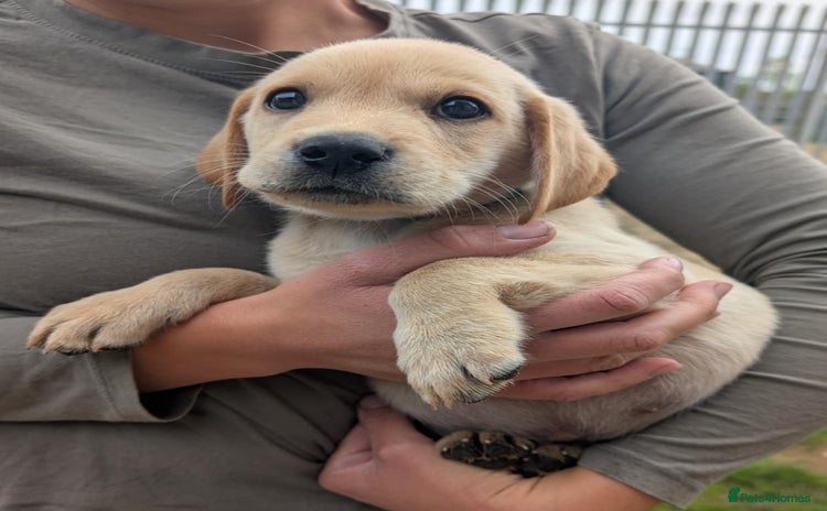 Labrador Retriever dogs - Advert 4
