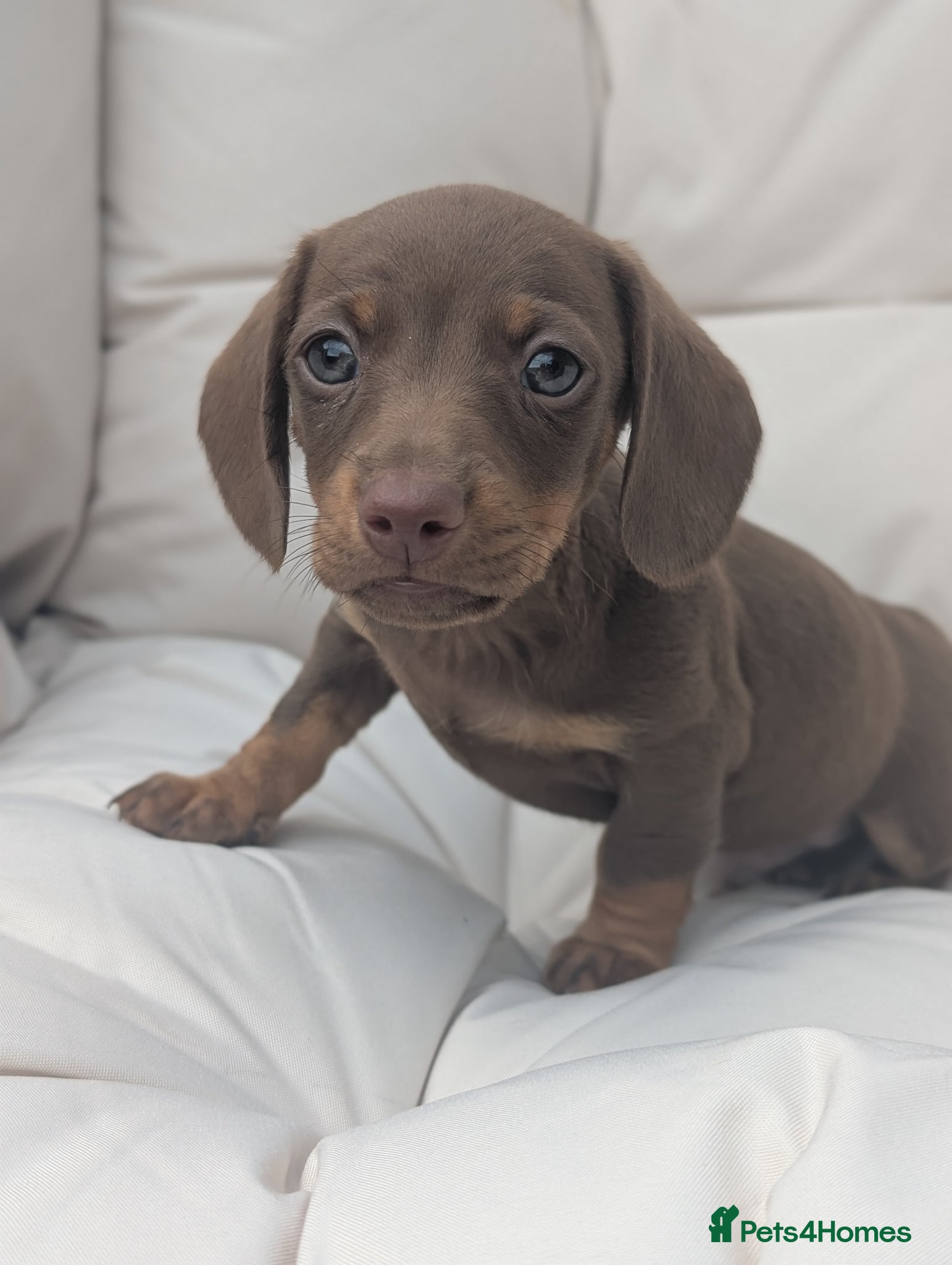 Miniature Dachshund dogs for sale: Longhaired and smooth miniature dachshunds  - Advert 4