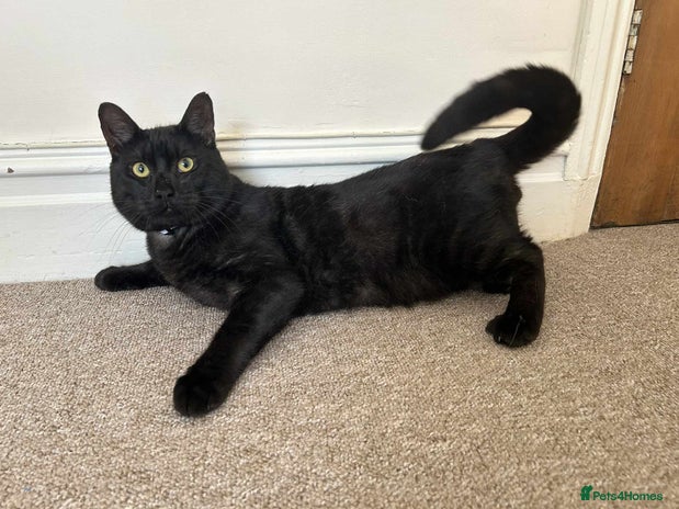 Domestic Shorthair cats - Advert 19
