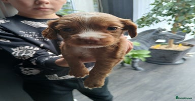 Cocker Spaniel dogs - Advert 13