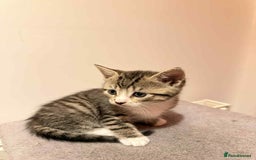 Mixed Breed cats for sale: Tabby Kittens for Sale  - Image 11