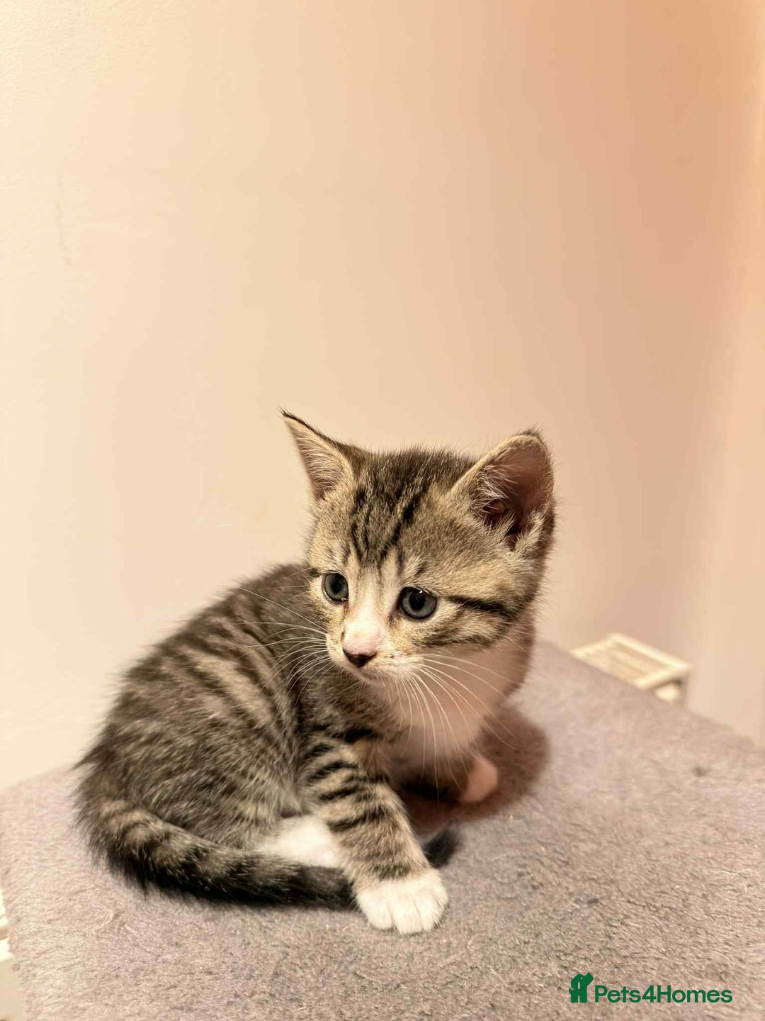 Mixed Breed cats for sale: Tabby Kittens for Sale  - Image 11