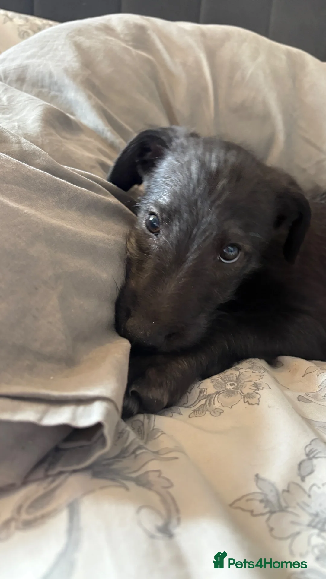 Lurcher dogs for sale: BEDLINGTON WHIPPET  - Advert 5