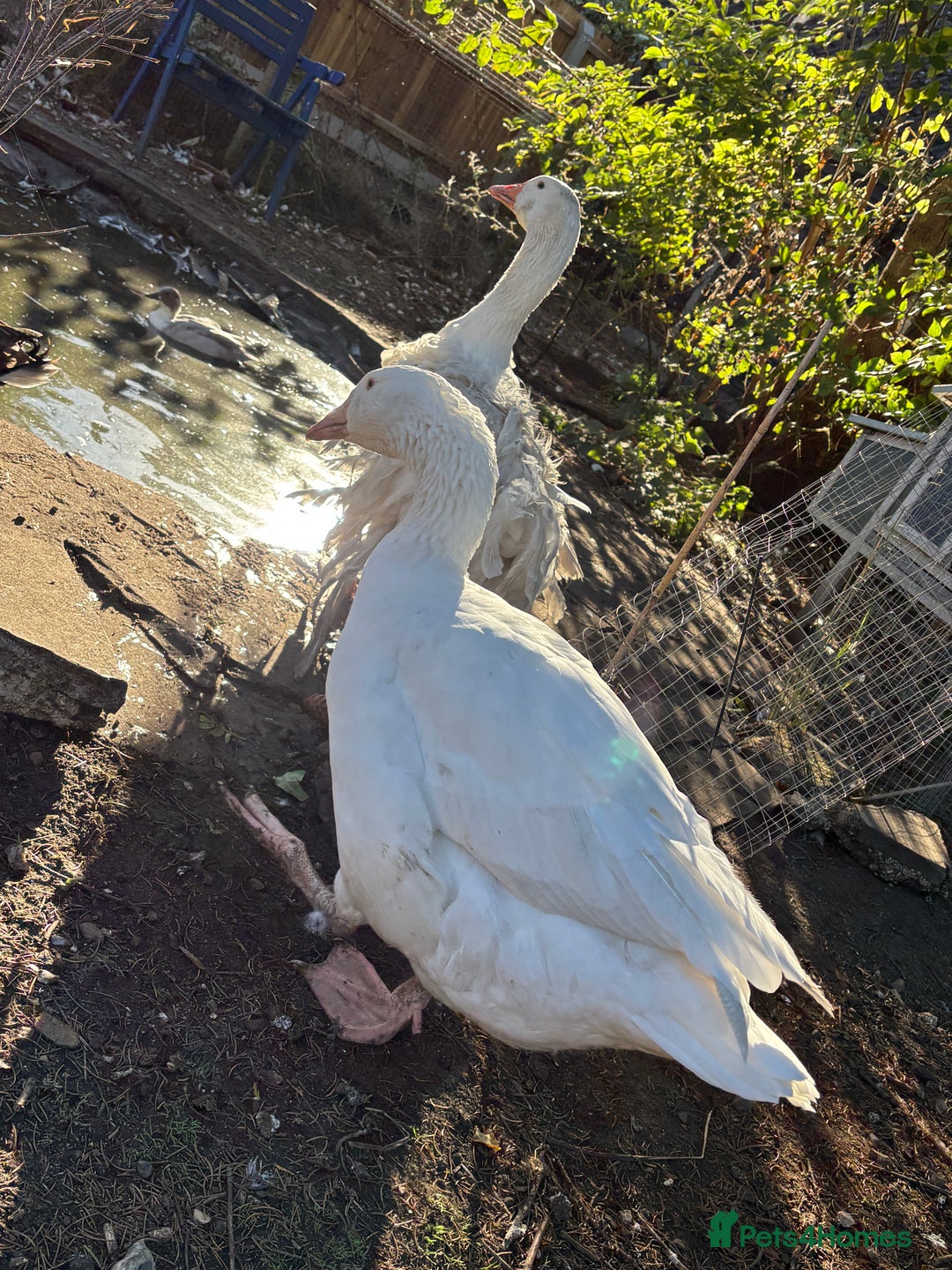Geese poultry for sale: Sebastopol geese  - Image 5