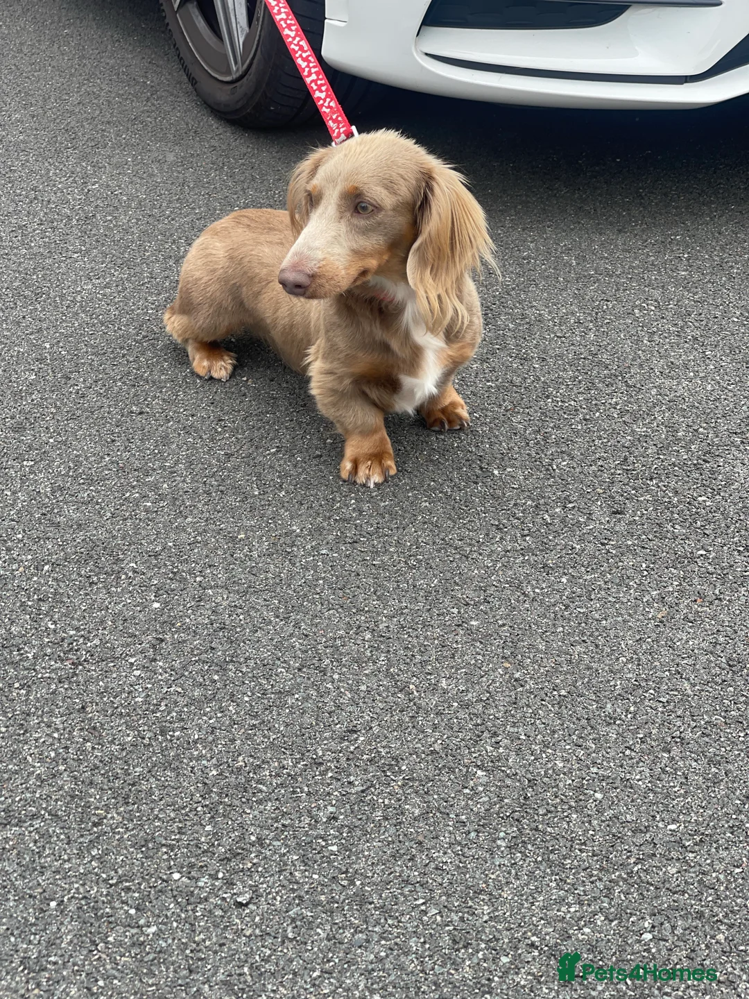 Miniature Dachshund dogs for stud: Long hair miniature dachshund Isabella and tan in Derby - Advert 2