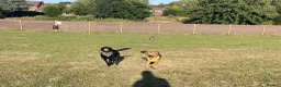 Mixed Breed dogs for sale: Marius is looking for his forever home 💙  in Manchester - Advert 18