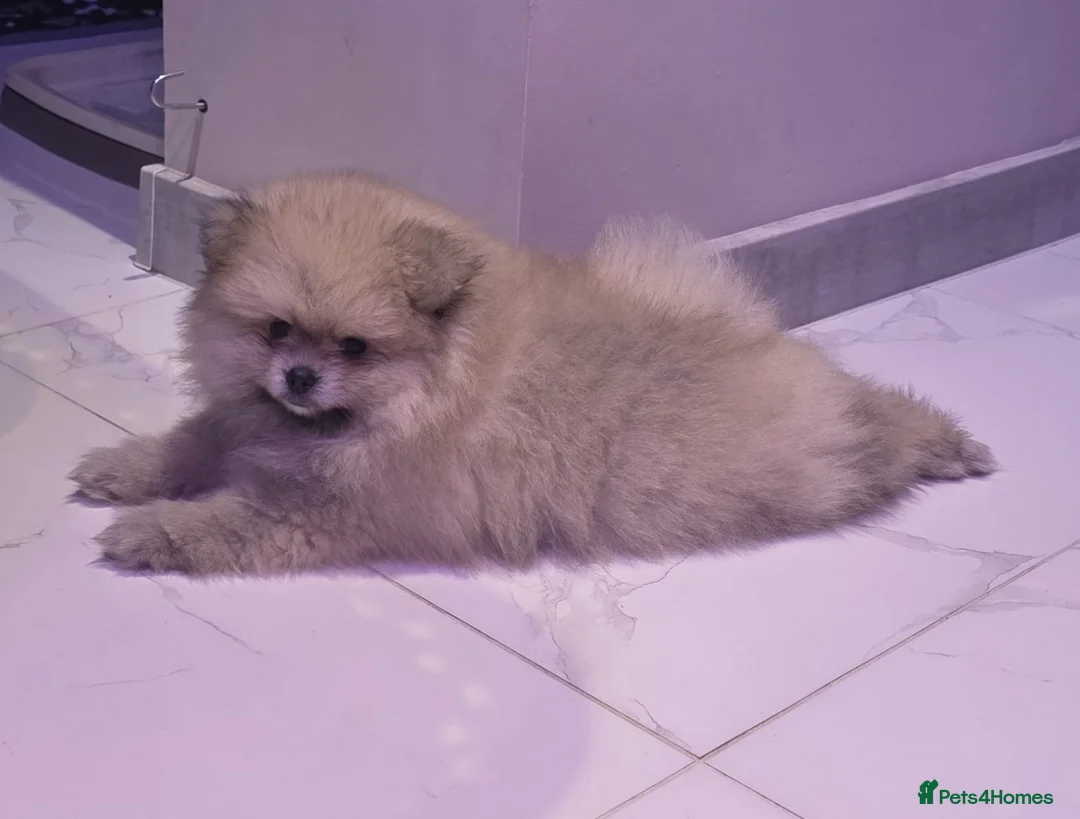 Pomeranian dogs for sale: 2 beautiful Pomeranians  - Advert 6