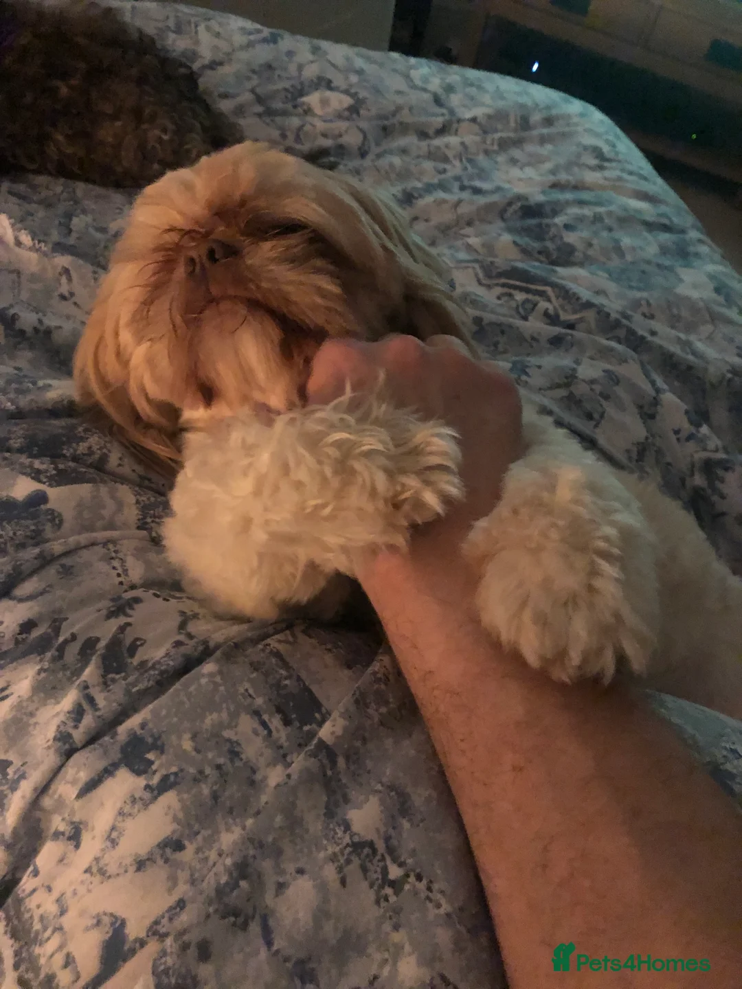 Shih Tzu dogs for stud: Pure breed male shih tzu stud  in Milton Keynes - Advert 6