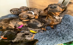 Miniature Dachshund dogs for sale: Beautiful bunch of girls /boy 🩷✨ Kc mini pups   - Image 11
