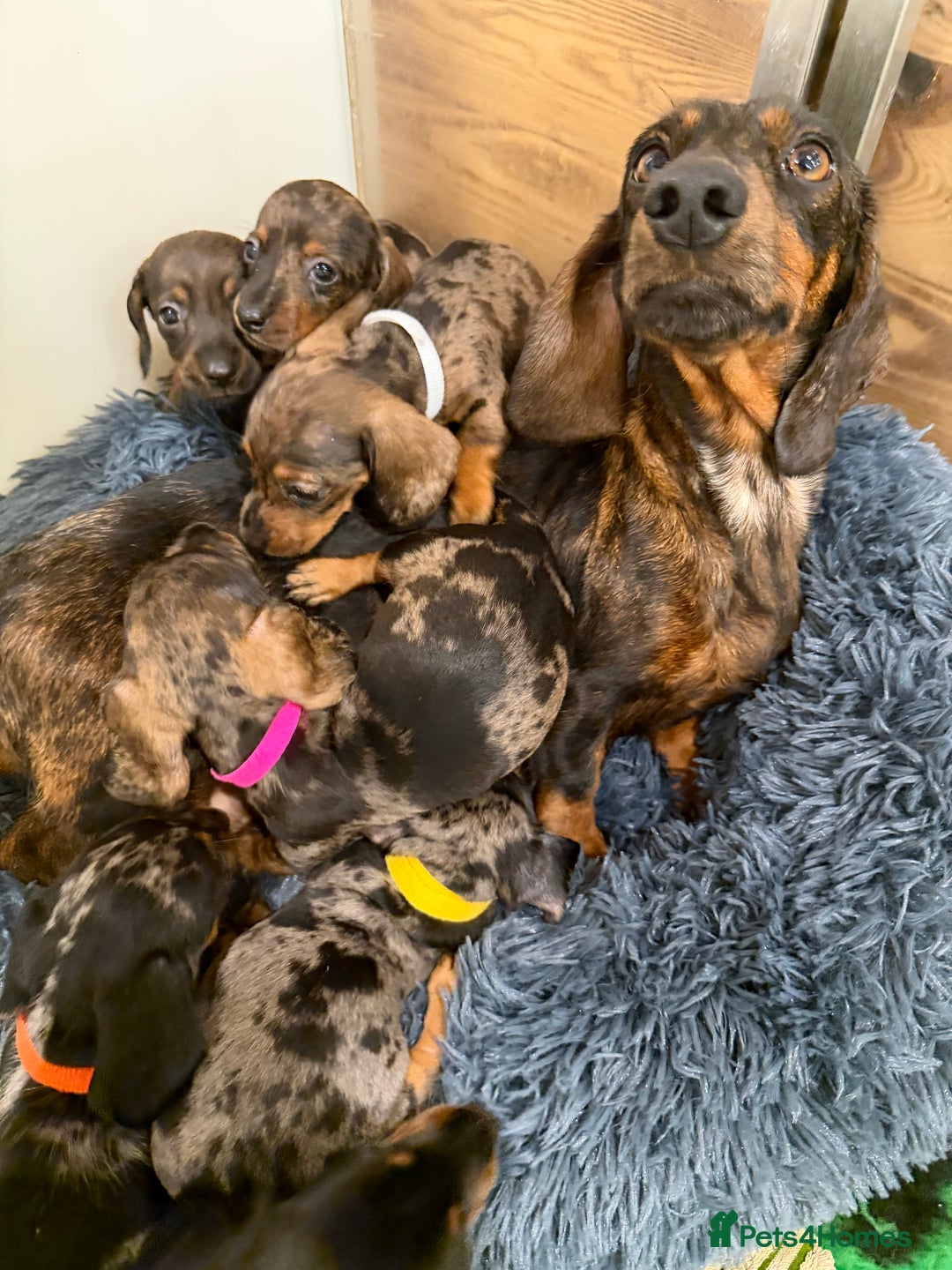 Miniature Dachshund dogs for sale: Beautiful bunch of girls /boy 🩷✨ Kc mini pups   - Image 11