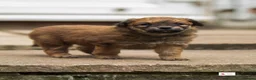 Mixed Breed dogs for sale: Italian Volpino puppies 🦊 - Advert 7
