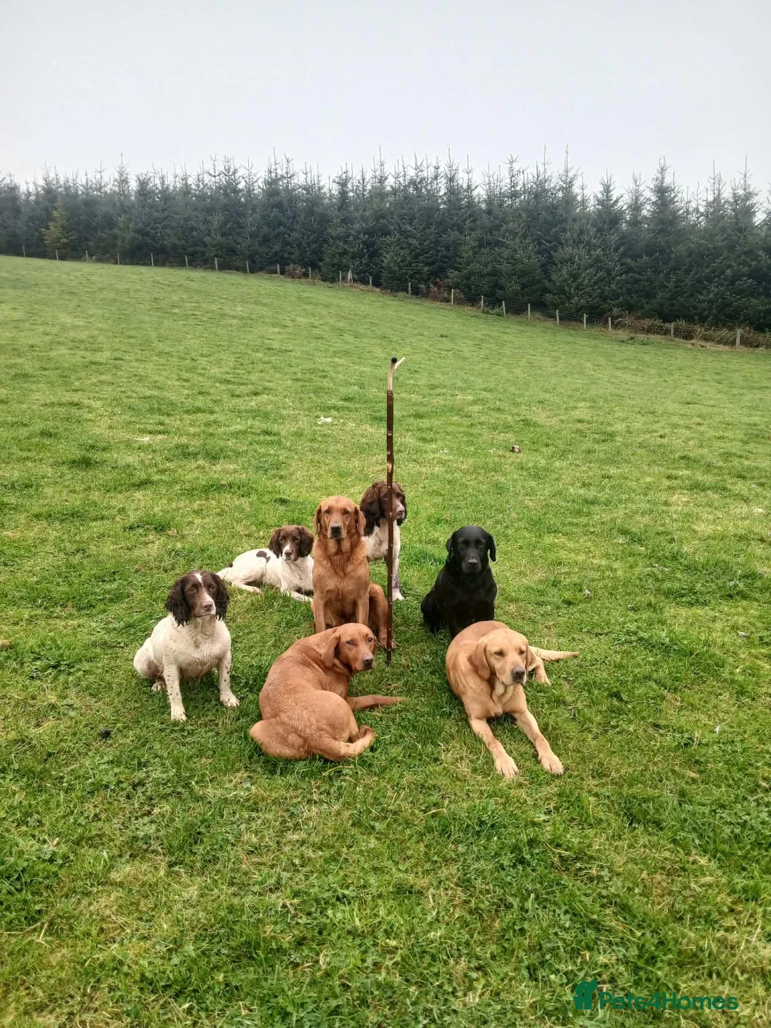 English Springer Spaniel dogs for sale: English springer spaniel puppies - Advert 2