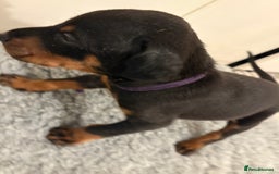 Dobermann dogs for sale: KC Registered Champion-lines Dobermans - Image 6