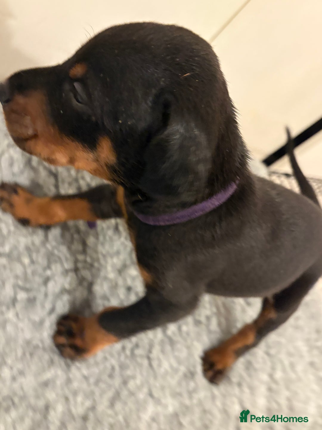 Dobermann dogs for sale: KC Registered Champion-lines Dobermans - Image 6