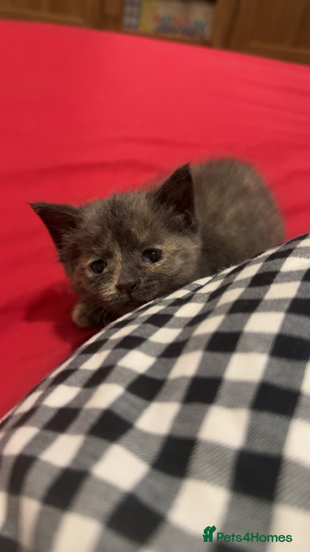 Mixed Breed cats for sale: beautiful male and female kittens 🩵🩷 - Image 2