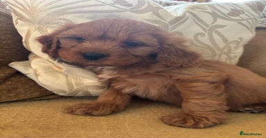 Cavapoo dogs - Advert 11