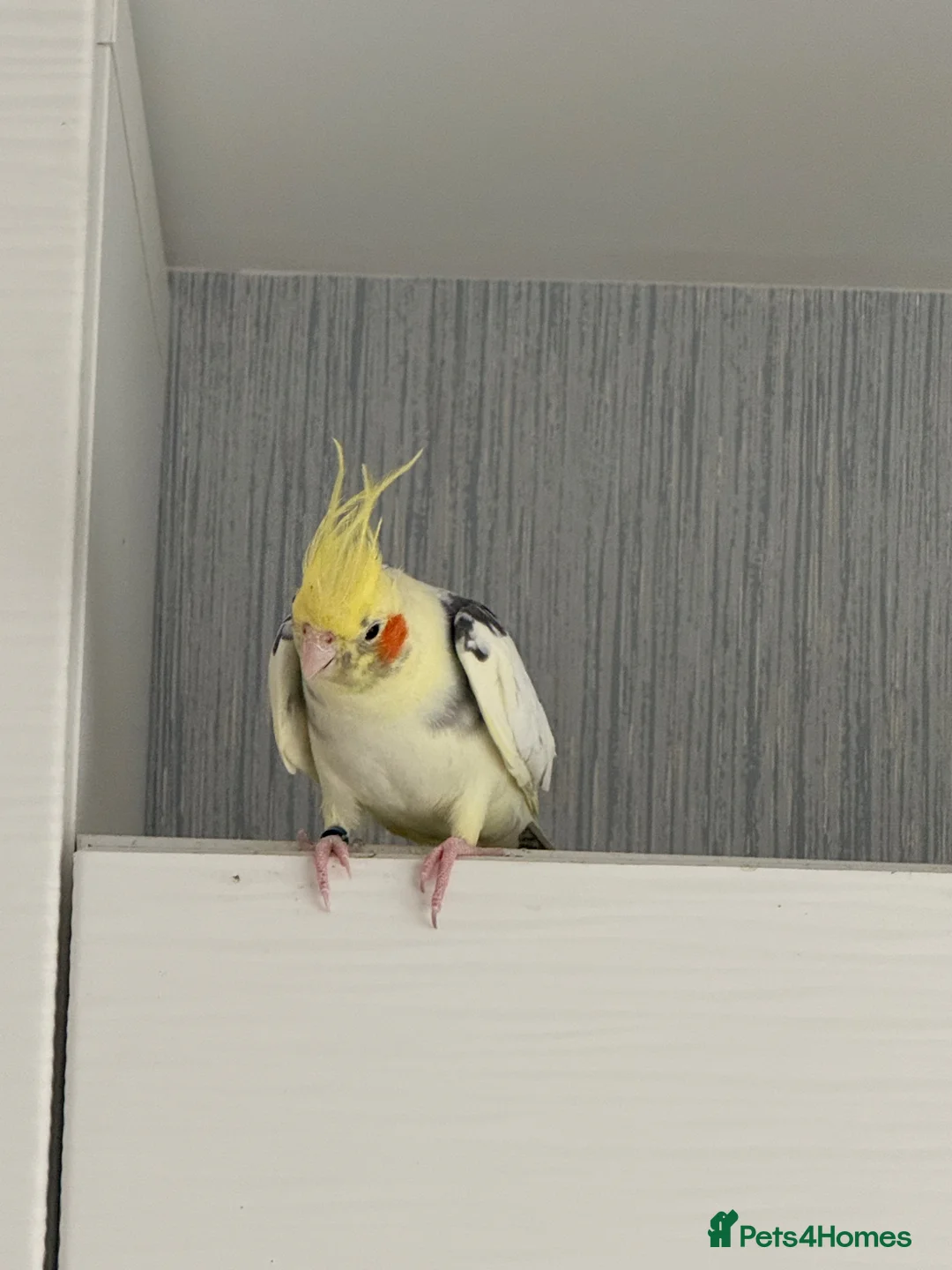 Cockatiels birds for sale: Pair of Cockatiel - Advert 2