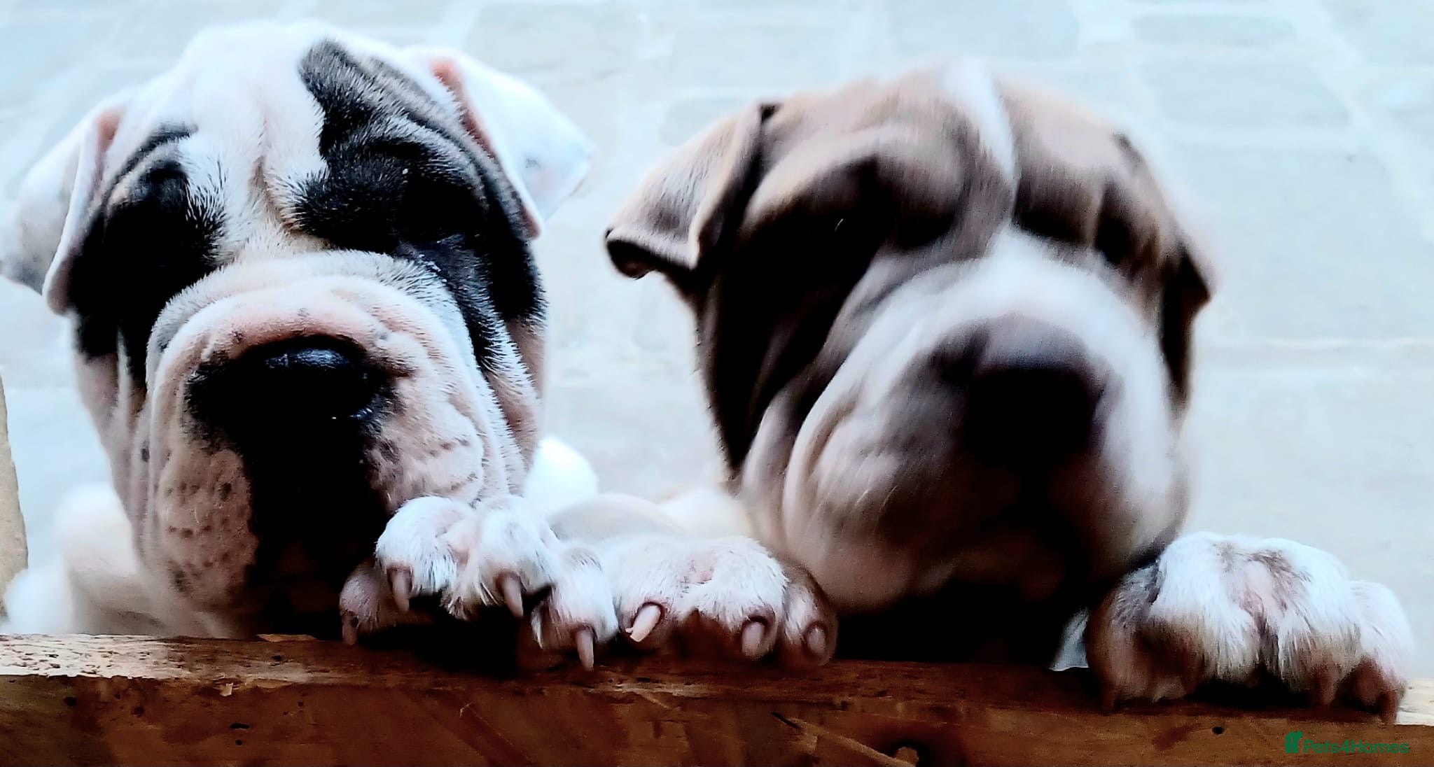 Mixed Breed dogs English Bulldog/Shar Pei puppies for sale - Advert 6
