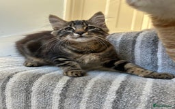 British Longhair cats for sale: Fluffy Male Kitten - Advert 5