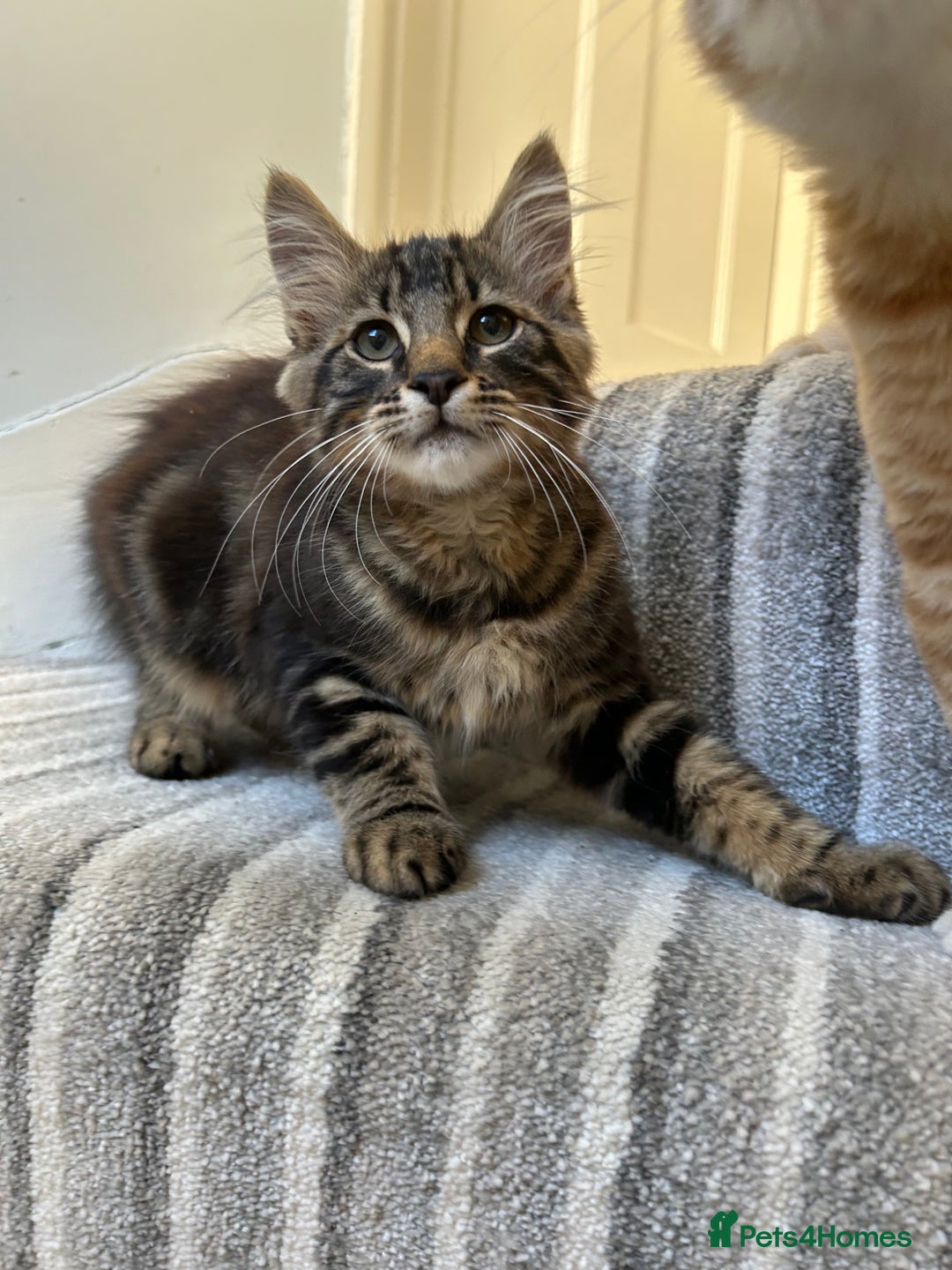 British Longhair cats for sale: Fluffy Male Kitten - Advert 5