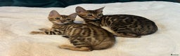 Bengal cats for sale: Champion bloodline Bengal kittens - Advert 17
