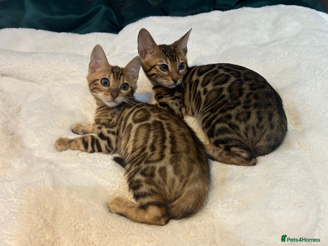 Bengal cats for sale: Champion bloodline Bengal kittens - Advert 17